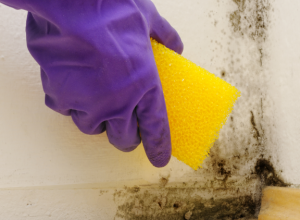 Don't paint over mold without proper preparation