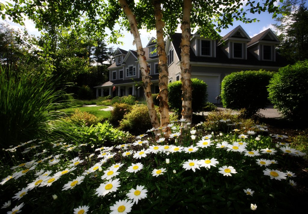 white daisies in the forground with trees and a tan home exterior in the background